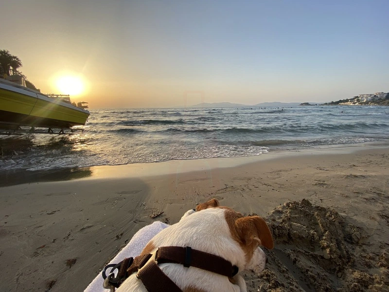 Zones de camping les plus populaires près de Kuşadası
