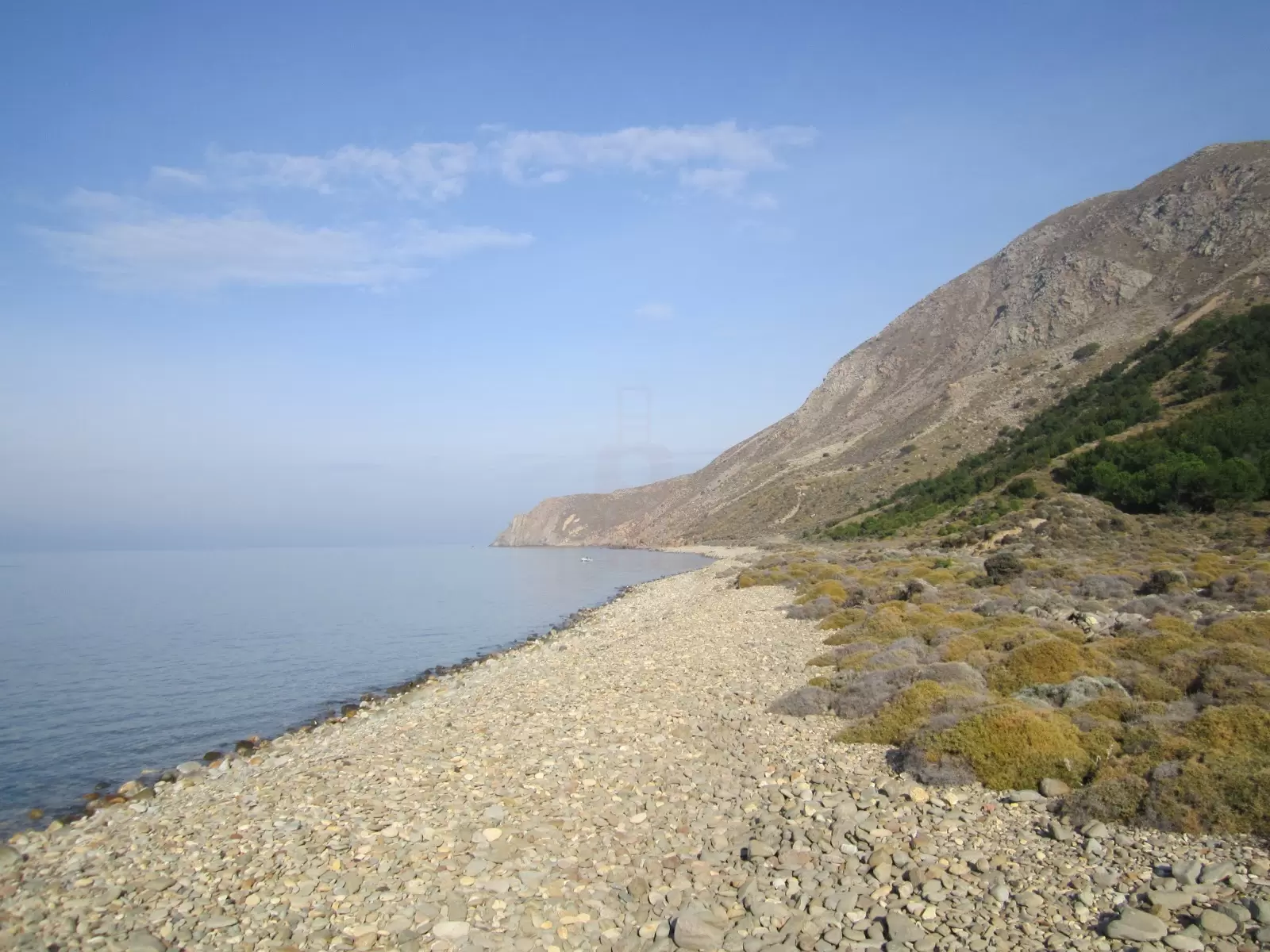 Derekoy selvaggio