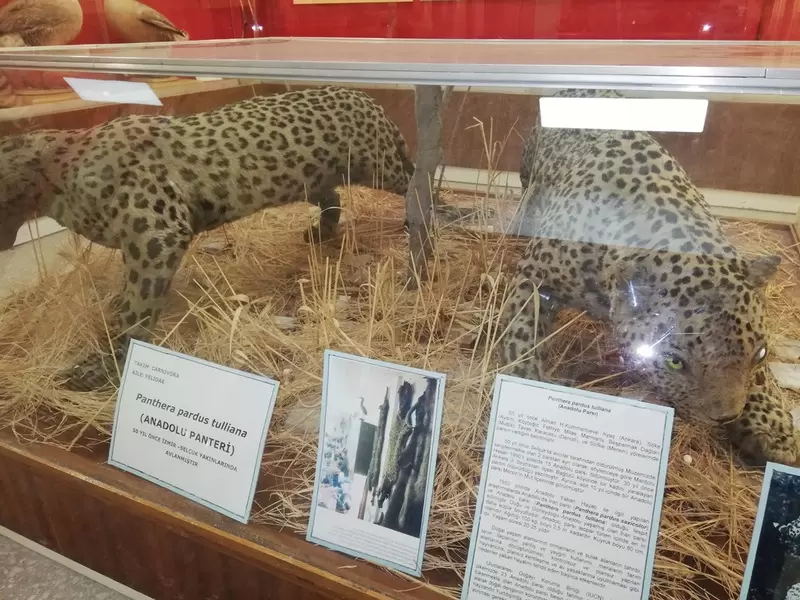 Museo di Storia Naturale dell'Università di Ege