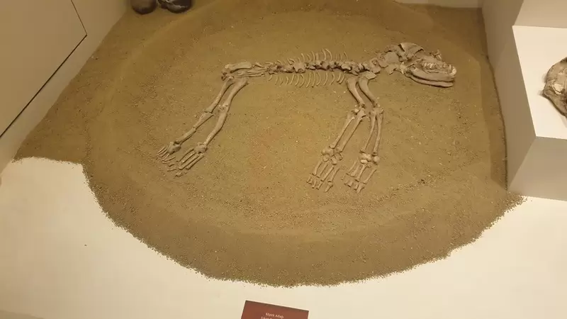 اكتشف متحف تيكيرداغ للآثار والإثنوغرافيا