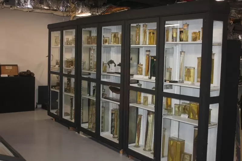 Откройте для себя Стамбульский зоологический музей