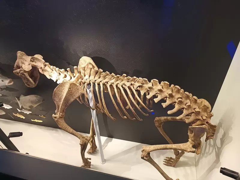 Antike Stadt Çatalhöyük