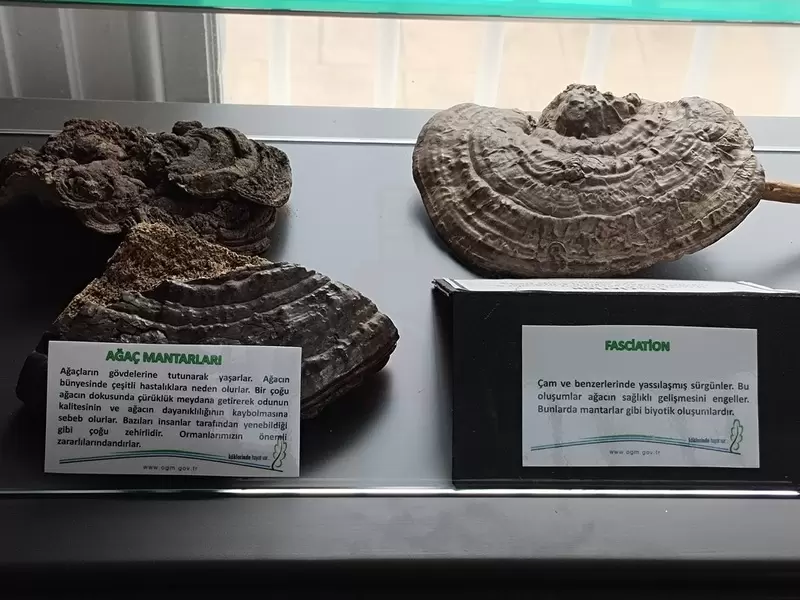 探索布尔萨林业博物馆