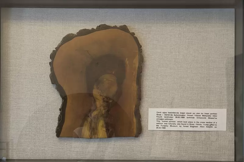 探索布尔萨林业博物馆