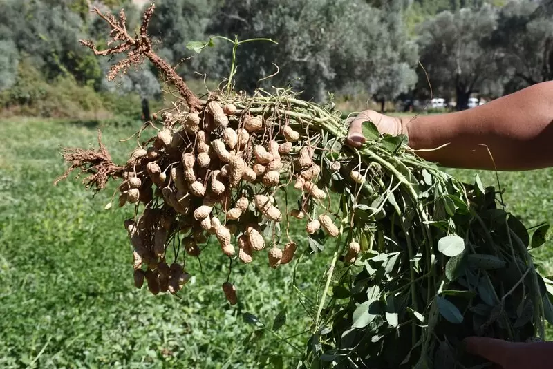 Arachidi di Marmaris