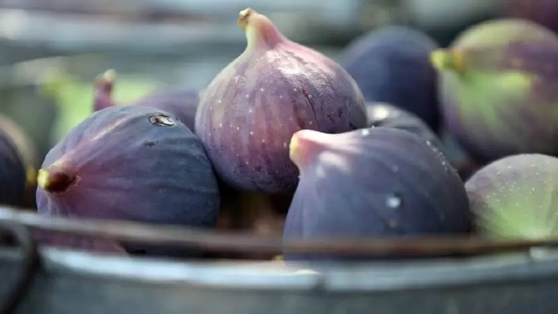 ブルサ ブラック フィグ / ブルサ ブラック / ブラック ブルサ フィグ