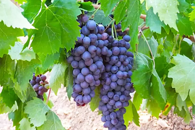 代尼兹利恰卡拉葡萄