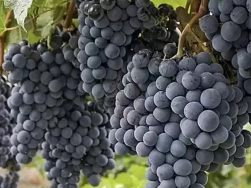 Elazig Uva Occhio Di Bue