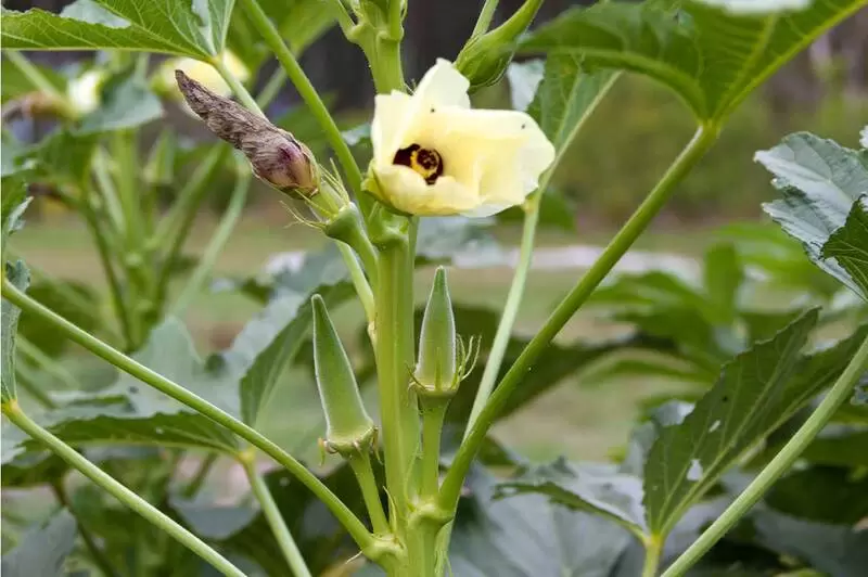 Fiore di Amasya Gombo