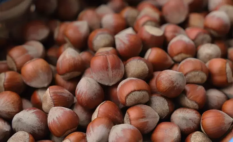 ギレスン ぷりぷりヘーゼルナッツ