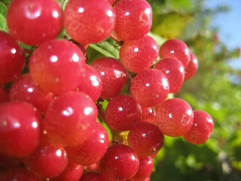 ゲメレク・ギラブルス