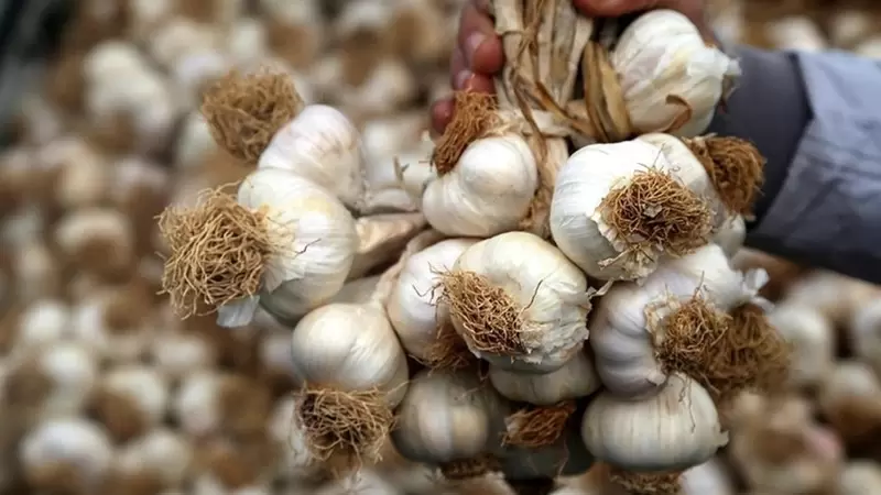 タシュコプル ガーリック