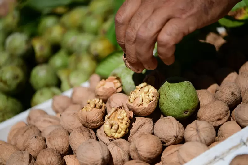 カリヤンセリット ウォールナット