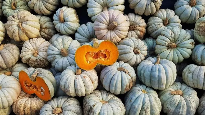 Duzce 栗かぼちゃ