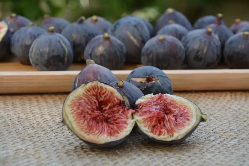 フェティエ ロック フィグ