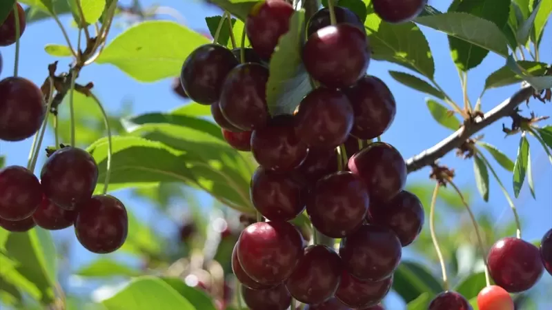 ティー ディストリクト チェリー