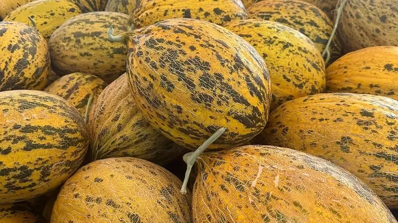 科尔卡加奇甜瓜