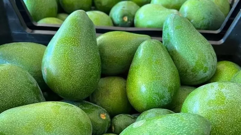Avocado di Alanya