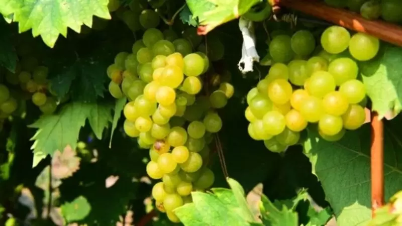 ボルノバ ミスケット グレープ