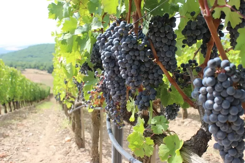 カレシク カラシ グレープ