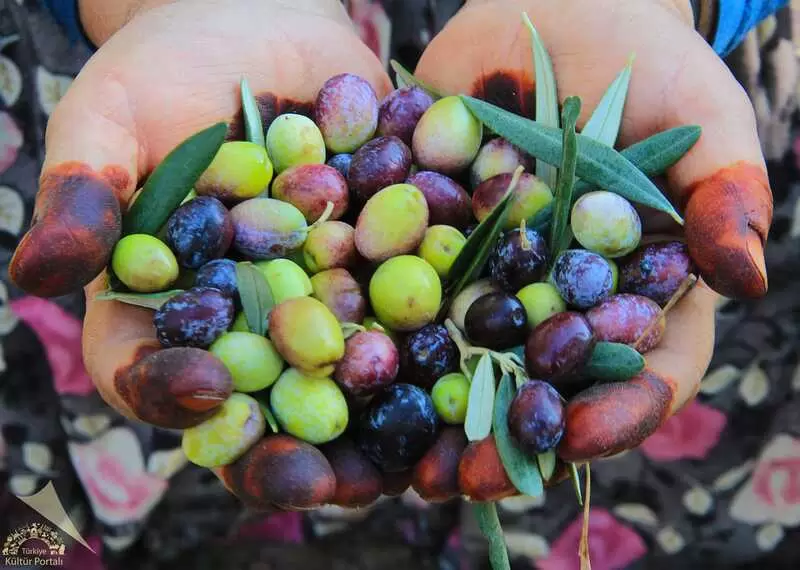 埃德雷米特湾绿划痕橄榄