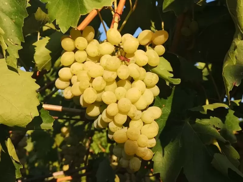 伊萨贝无核葡萄