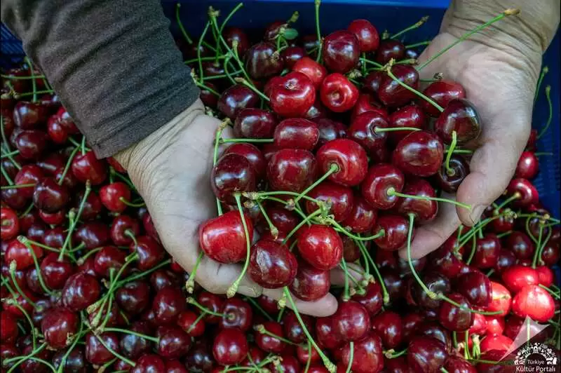Uluborlu Cherry