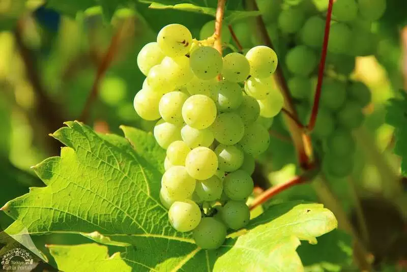 Tarso Uva Bianca (Topacik)