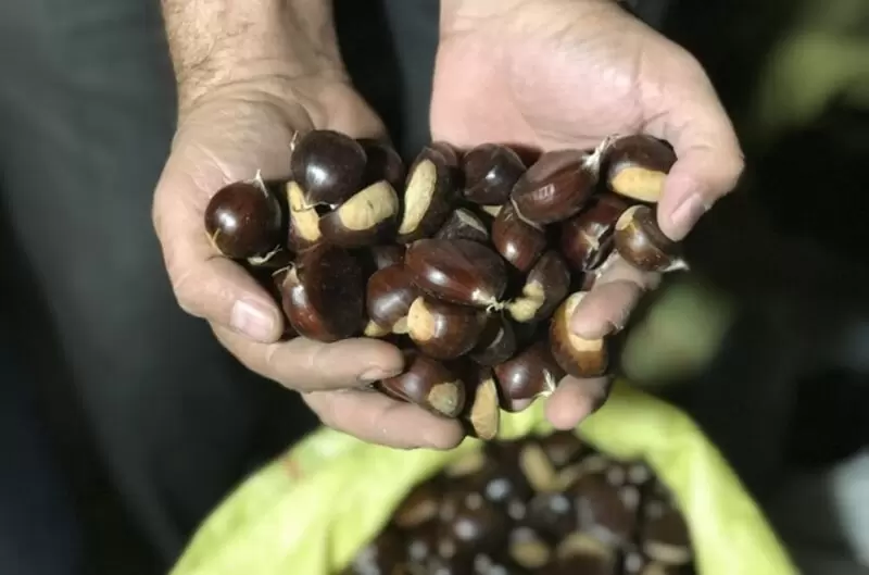 アクサコカ カプランデデ チェストナット