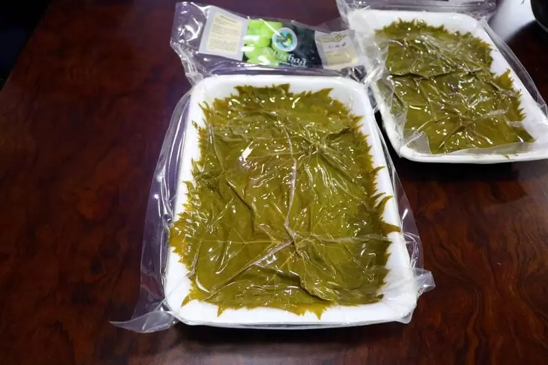 Tekirdağ Yapıncak Foglie di vite marinate