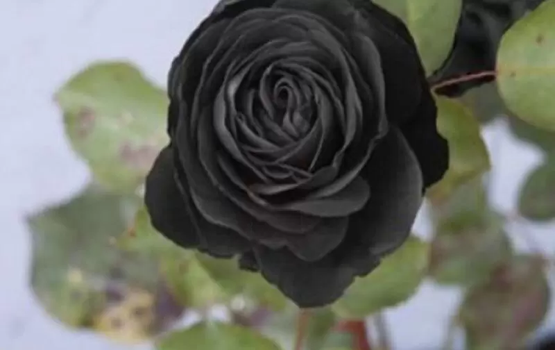 Halfeti Black Rose