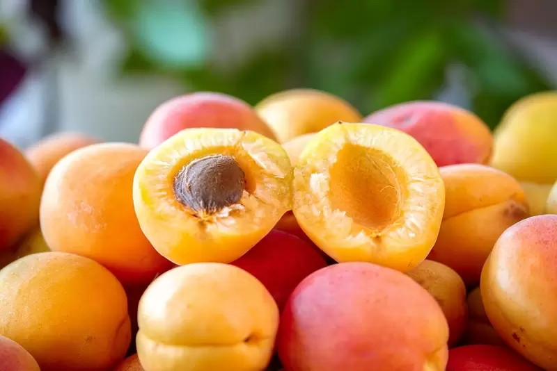 マラティヤ アプリコット