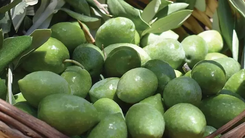 Aydin Memecik Zeytini