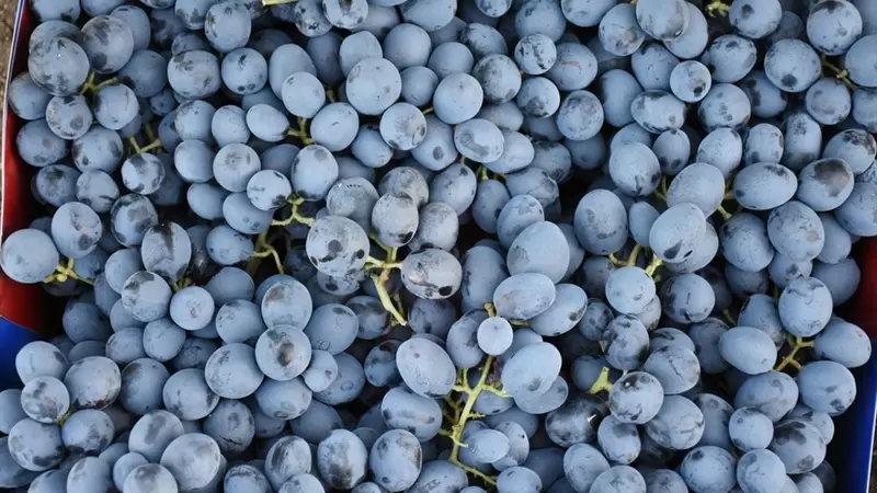 アラップギル コーニュ ブドウ