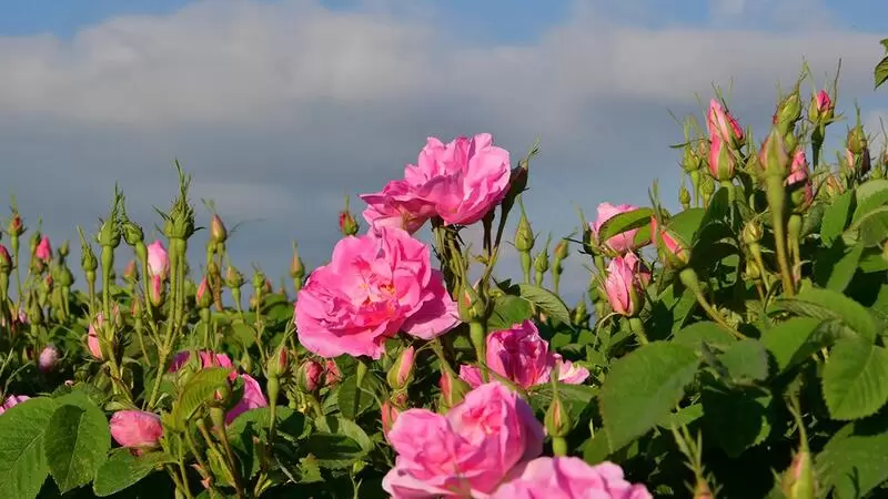 イスパルタ ローズ