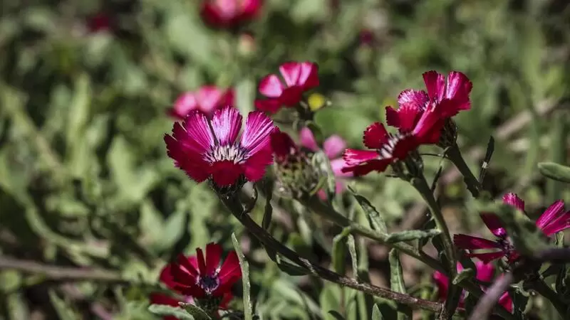 ゴルバシュ ラブフラワー