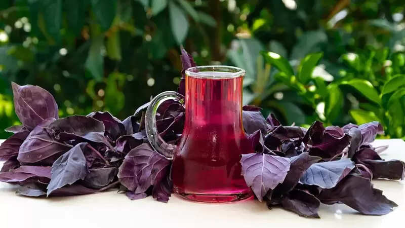 アラップギルパープルバジル