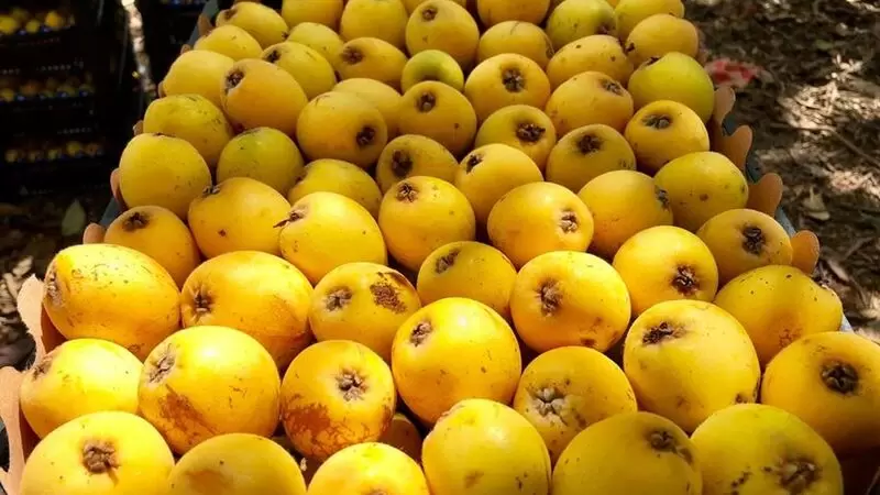 Alanya Yenidünyası