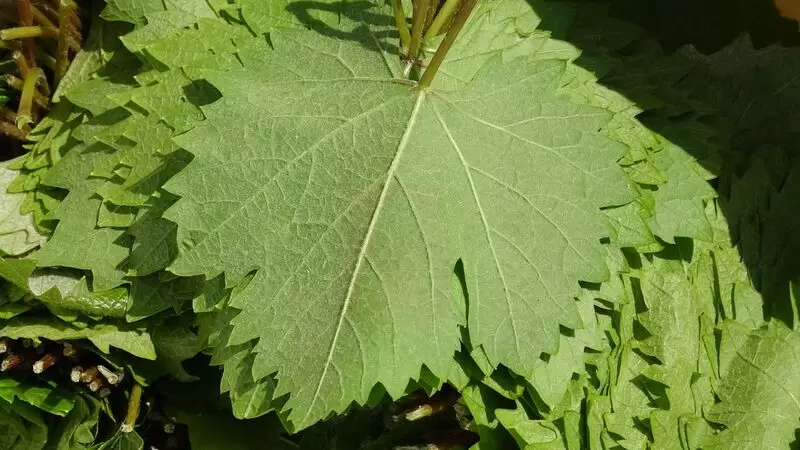 エルバア ナリンセ ヴィンヤード リーフ