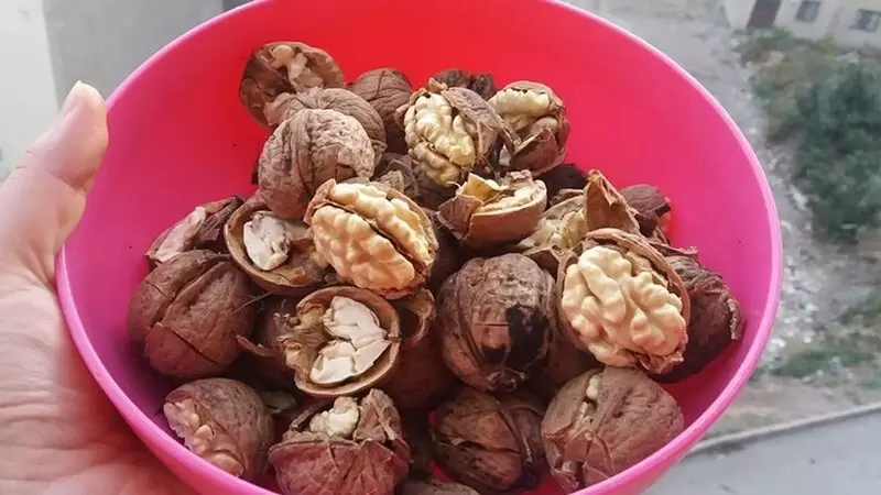 オグズラー ウォールナット