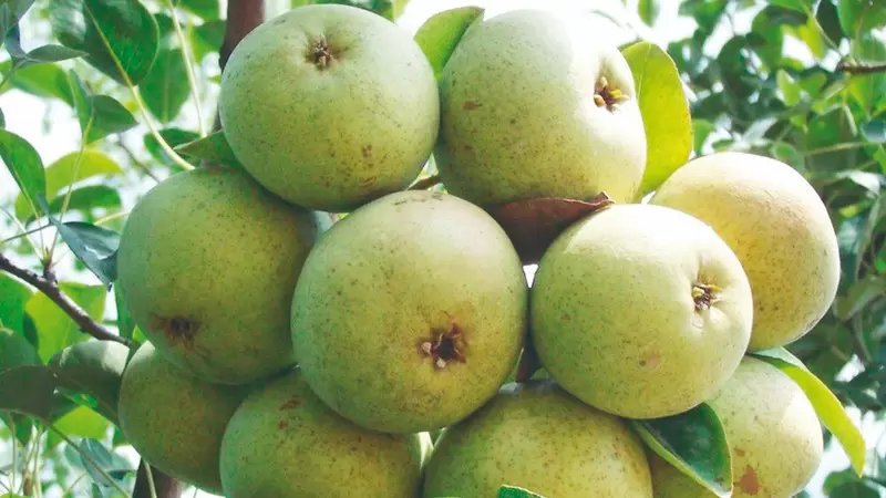 Pera Korkuteli Karyağdı