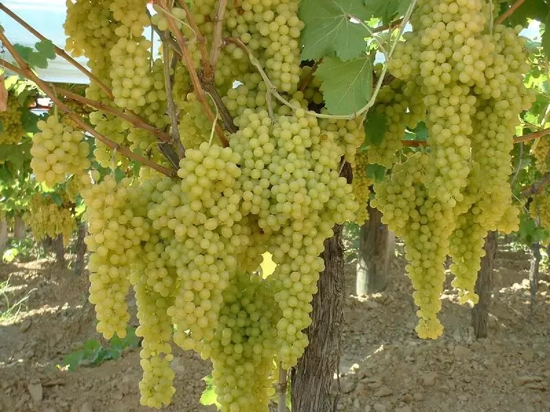 マニサ スルタニ 種なしブドウ