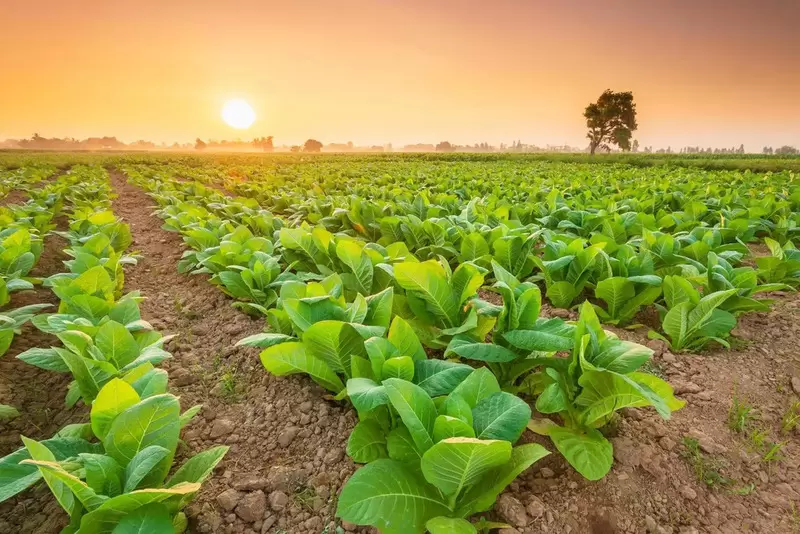 セリハンタバコ