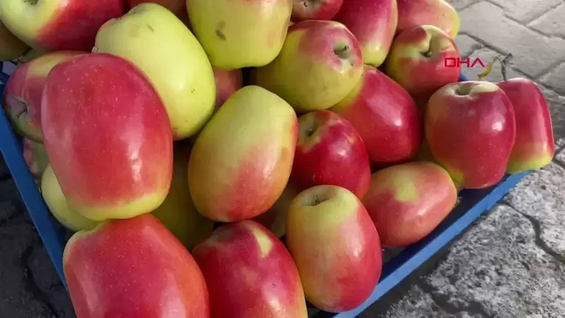 卡吉兹曼长苹果