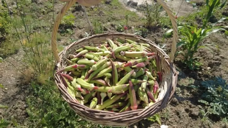 ボルノバ クナリ オクラ