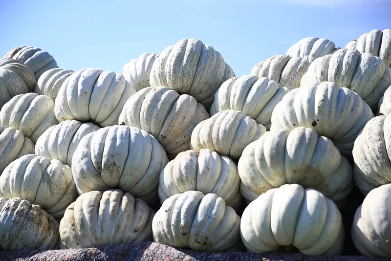 Adapazari White Chestnut Pumpkin