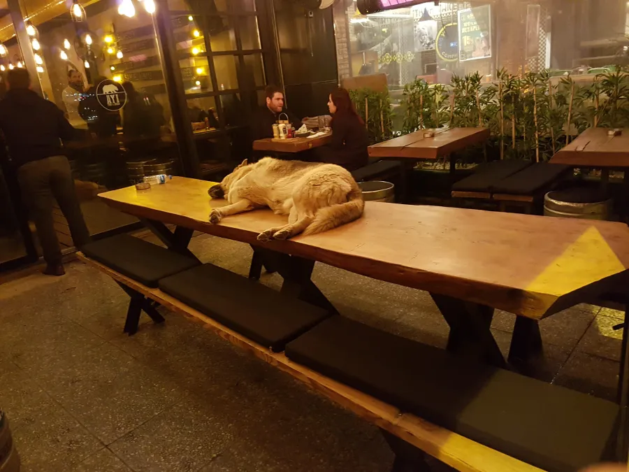 Ayı Pub & Disko Rıhtım Kadıköy